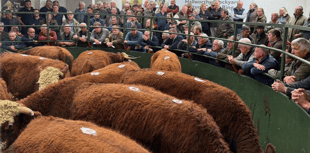 Hallworthy Livestock Market Report: Thursday, October 9