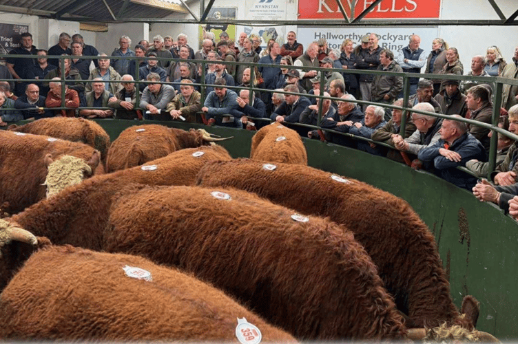 another good days trading and just shy of 500 through the rings, 150 Stores selling to a top of £2380.