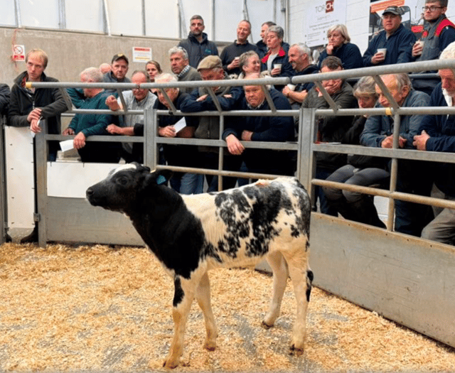 Holsworthy Livestock Market Report: Wednesday, October 8
