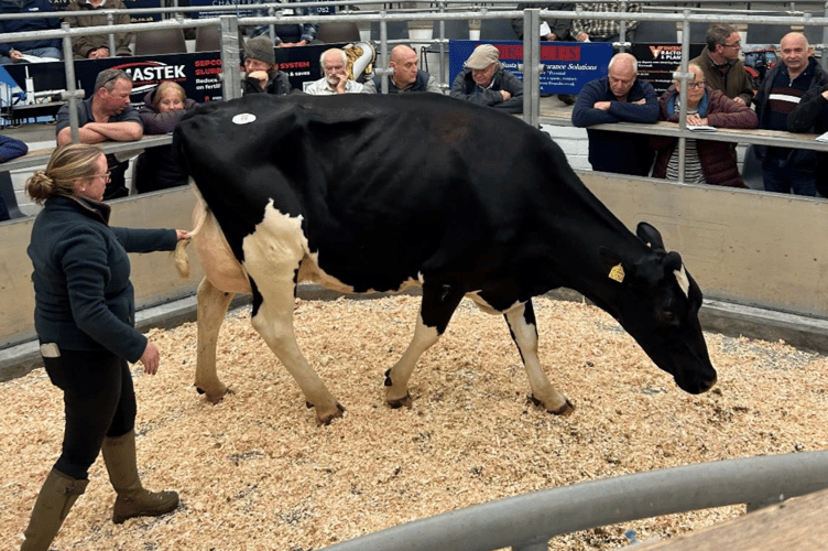 Another buoyant trade in the dairy section today saw cows top at £3,200.