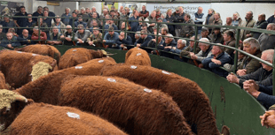 Hallworthy Livestock Market Report: Thursday, October 16