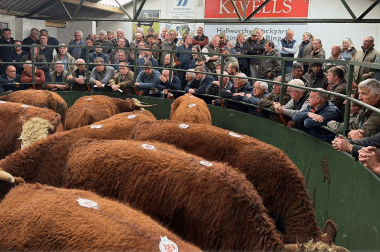 Just shy of 270 Store Cattle to a top of £2370.