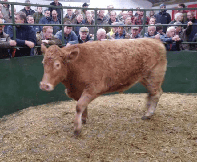 Hallworthy Livestock Market Report: Thursday, October 23