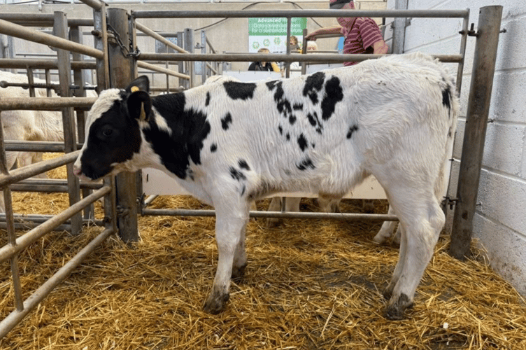 A fantastic calf trade with this Blue bull at only a month old to a grand £700! In from John &
Tracey Cann of Highhamton.