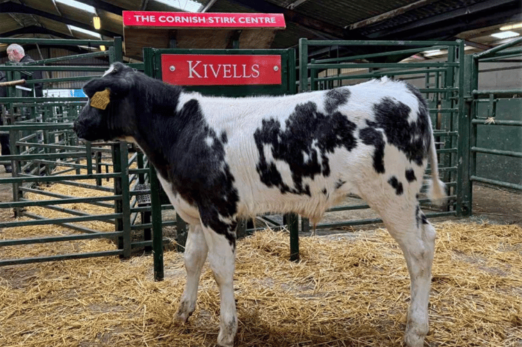 220 Store Cattle at Hallworthy to £2500.