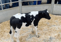 Holsworthy Livestock Market Report: Wednesday, November 5
