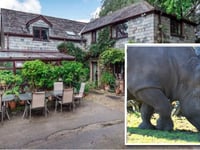 Rhinos set to replace horses at Launceston venue
