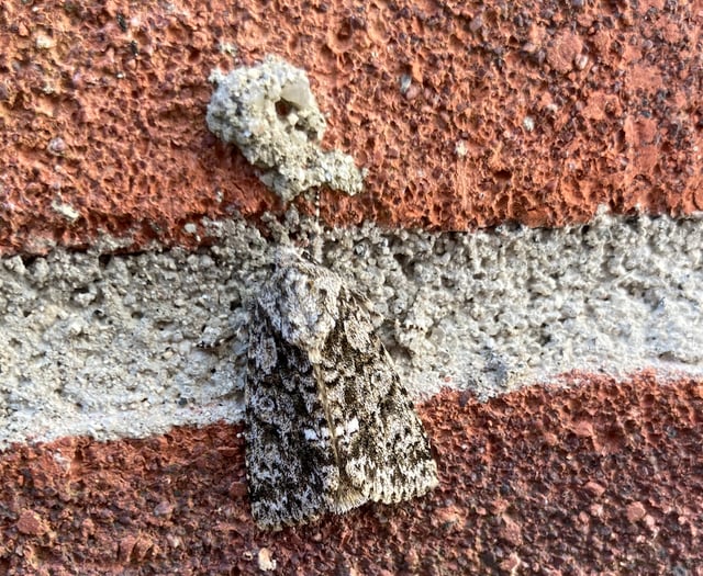 Gardening with Martin Pallett: Provide for the pollinators