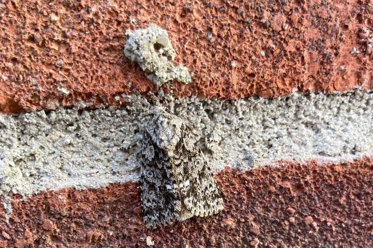 Providing for pollinators, such as moths, can be in our self-interest. (Picture: Andrew Townsend)