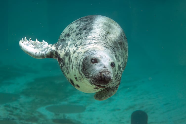 Cornish Seal Sanctuary is mourning the loss of beloved resident, Sheba