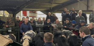 Hallworthy Livestock Market Report: Thursday, November 13