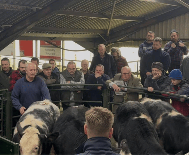 Hallworthy Livestock Market Report: Thursday, November 13