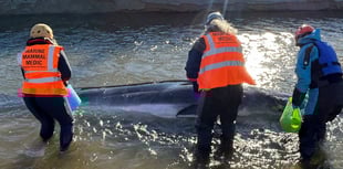 Baby whale stranded in mouth of river on Cornish coast