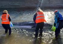 Baby whale stranded in mouth of river on coast of Cornwall