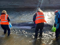 Experts take "difficult but kindest decision" to euthanise baby whale