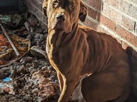 Reports of animals being abandoned on the rise