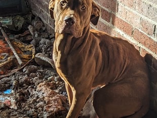 Reports of animals being abandoned on the rise