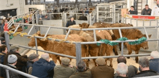 Holsworthy Livestock Market Report: Wednesday, November 26