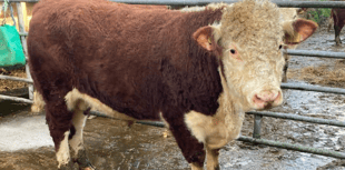 Hallworthy Livestock Market Report: Thursday, November 27