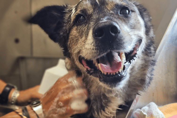 Lulu is being cared for at the Cornwall RSPCA Centre in St Columb