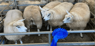 Hallworthy Livestock Market Report: Thursday, December 4