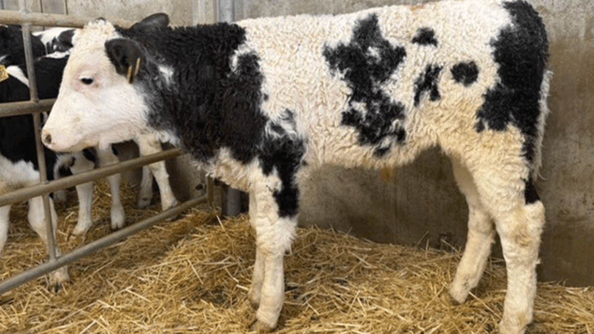 Holsworthy Livestock Market Report: Wednesday, December 10