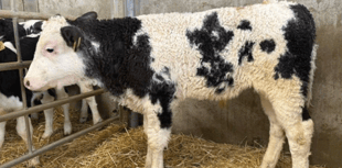 Holsworthy Livestock Market Report: Wednesday, December 10