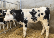 Holsworthy Livestock Market Report: Wednesday, December 10