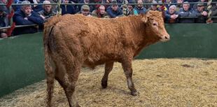 Hallworthy Livestock Market Report: Thursday, December 11