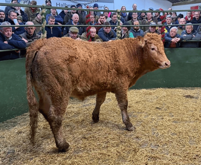 Hallworthy Livestock Market Report: Thursday, December 11