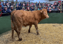 Hallworthy Livestock Market Report: Thursday, December 11