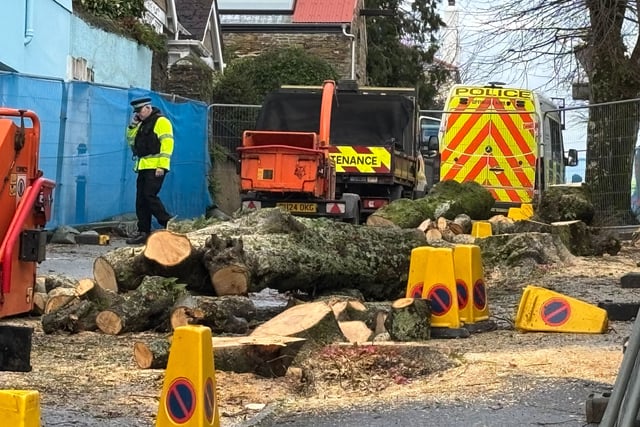 Council changes to be made following controversial felling of trees