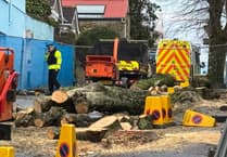 Council changes to be made following controversial felling of trees