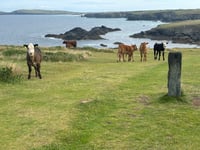 Cornish farmer fined after elderly dog walker attacked by cows