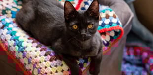 Cornwall residents invited to knit for pets in need this winter