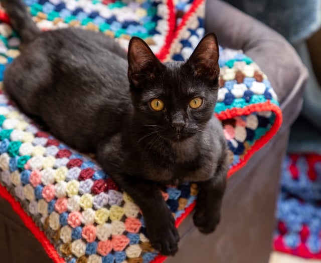 Cornwall residents invited to knit for pets in need this winter