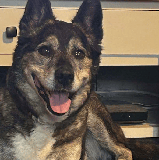 Rescue dog finds forever home in time for Christmas