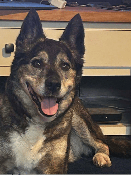 Lulu has found her forever home (Picture: RSPCA Cornwall)