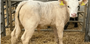 Holsworthy Additional Calf Market Report: Monday, December 22
