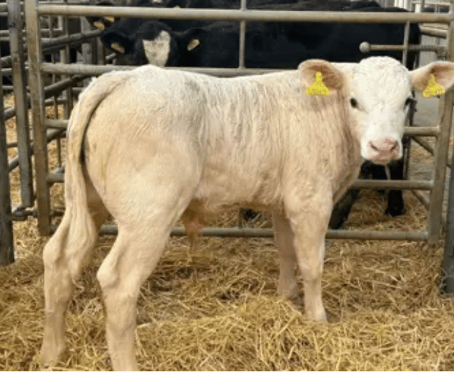 Holsworthy Additional Calf Market Report: Monday, December 22
