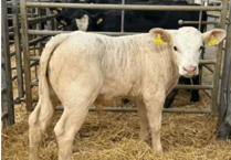 Holsworthy Additional Calf Market Report: Monday, December 22