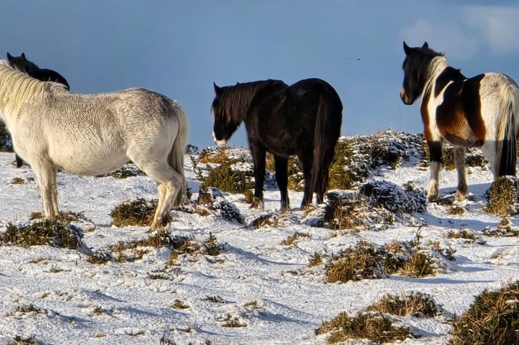 Cornwall woke this morning to wintry scenes as temperatures plummeted overnight