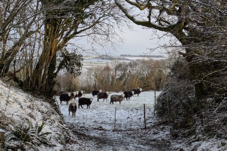 A wintry scene for these animals up near Pensilva