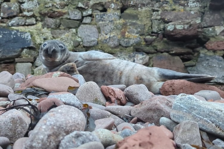 Muse the Cornish Grey Seal