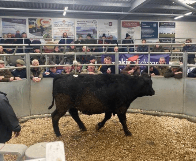 Holsworthy Livestock Market Report: Wednesday, January 7