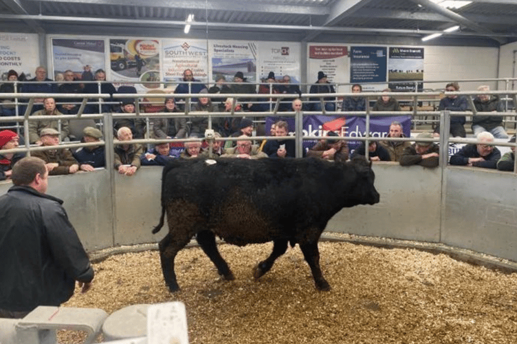 Top price today from FC & SJ Wade for an Angus steer (24mths) making £2300.