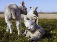 Sheep Association calls on dog owners to tackle sheep worrying