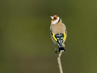 World’s largest garden wildlife survey returns 