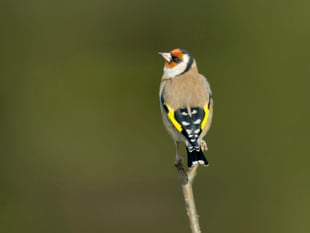 World’s largest garden wildlife survey returns 