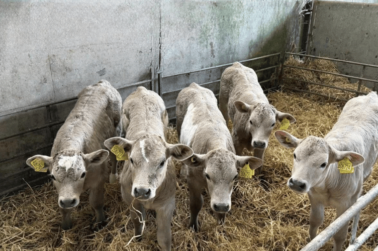 427 calves averaged a record breaking £472 per head.